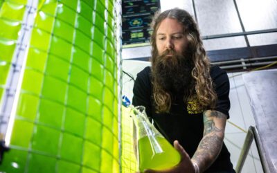 Une brasserie Australienne intègre des algues dans sa production de bière